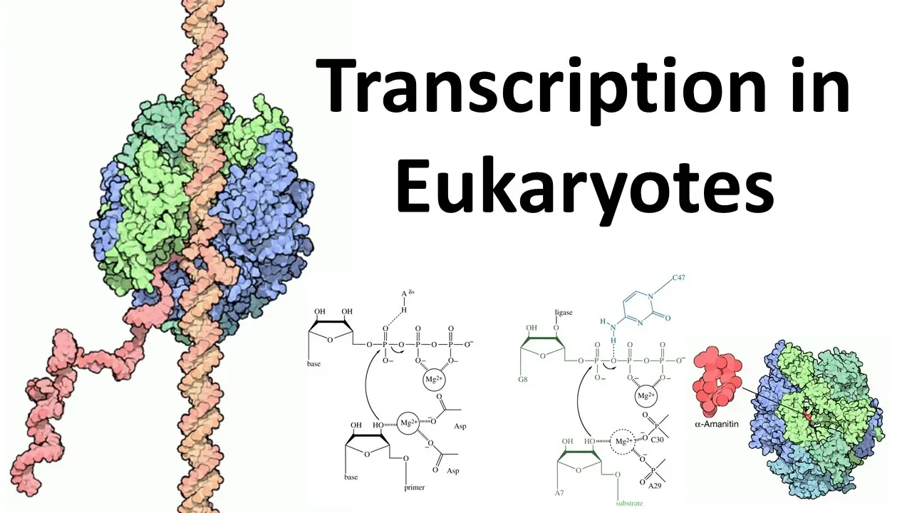 Transcription in eukaryotes overview