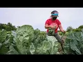 Austin farm serves the most vulnerable due to the COVID-19 pandemic