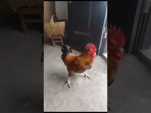 Funny Chicken