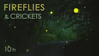 Fireflies Crickets - Calming Nature Night Sounds Sights for Sleep Relaxation