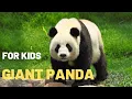 Pandas Are Endangered How Many Panda Bears Are Left in the World