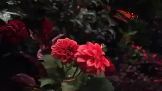 اذا كنت في نعمه فارعها  اذا كنت في نعمه فارعها