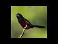 BullFinch