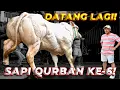 Download Lagu DATANG LAGI! SAPI QURBAN deHakims YANG KE-6!