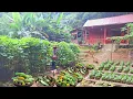 Download Lagu Full video: mountain gardening, growing vegetables, beans. Harvesting melons, squash and chickens.