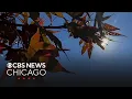 Loyola Medicine Allergy Count is back at Gottlieb Memorial Hospital