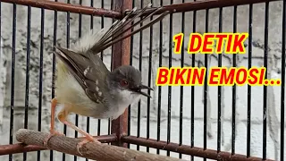 ciblek semi gacor ciblek tarung paling terbaik jadikan ciblek semi ikut bunyi