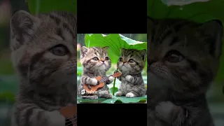 قطط وبط وكتاكيت لطيفة تغني تحت المطر فيديو مريح بالذكاء الاصطناعي Shorts 