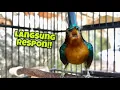Download Lagu Tercepat!! Pancingan Kowul Agar Bunyi, Dijamin Kolibri Wulung Bahan Langsung Ikut Bunyi