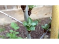 Download Lagu Hippophae Rhamnoides - Seaberry buds opening (Sea Buckthorn)