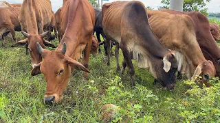Video cows grazing in the meadow - Animal sounds of cows video for kids P2 video 4K.