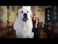 THE PYRENEAN MOUNTAIN DOG - DANGEROUS OR PROTECTOR