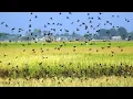 Download Lagu Ini yang Terjadi Ketika Puluhan Ribu Burung Pipit Serang Tanaman Petani. Ternyata Bisa di Makan