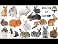 Download Lagu Types of Rabbit Breeds With Pictures And Sound | Breeds Of Rabbit | Different Types of Rabbit