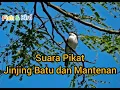 Download Lagu Suara Pikat Jinjing Batu dan Mantenan