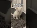 KITTY FARTS POOPS