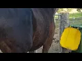 Foal watch looking for foal movements in pregnant mare