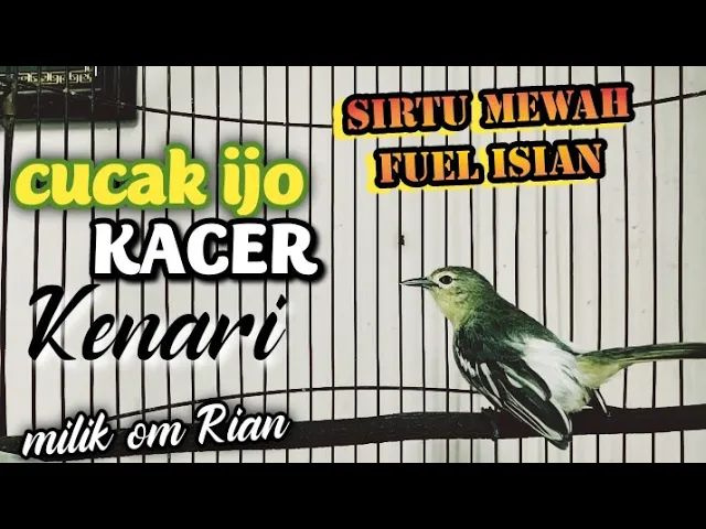 Download MP3 sirtu gacor isian cucak ijo,kacer,kenari sangat ampuh untuk masteran sirtu lolohan jantan.