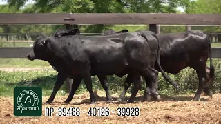                                           دندنها