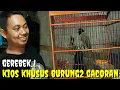 Download Lagu GEREBEK KIOS BURUNG GACORAN LOSS, MATERI DAN HARGA NEGO SAMPE TUNTAS