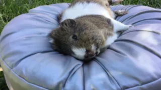My guinea pig died