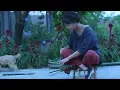 Download Lagu Slow-Boiled Autumn Pear Paste, Tasty, Cough Relief \u0026 Good for Lung炉火慢慢熬炼出的秋梨膏，止咳润肺滋味好|Liziqi channel