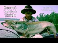 Secret Castback Musky Follow Trick