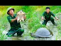 Download Lagu Unexpected Wildlife Encounter: Catching a Massive Turtle While Harvesting Fish