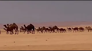  البل عطايا الله دندنها