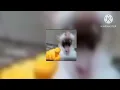 Download Lagu linga guli guli (speed up/nightcore)