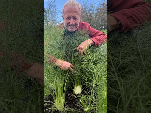 Sowing Before Full Moon for Top Harvests