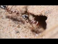 Download Lagu Cataglyphis bombycina (saharan silver ant)
