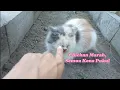 Download Lagu Kucing Emosi, Semua Kena Pukul