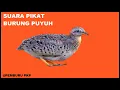 Download Lagu Suara Pikat Burung Puyuh