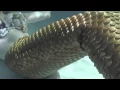Download Lagu Mermaid Short Film