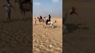 فارسة مصر الاولى بتدرب فى نزلة السمان   ملكة الجبل  الملكة نازلى حماد                               دندنها