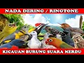 Download Lagu NADA DERING||RINGTONE SUARA BURUNG MERDU BANGET NADA DERING JERNIH KUTILANG SUPER GACOR