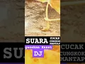 Download Lagu SUARA BURUNG CUCAK CUNGKOK MANTAP ❗