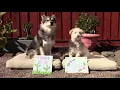 Puppy Paw Print Flowers DIY
