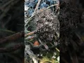 Mother Mother Wolf Spider How many babies do you think are on her back