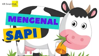 Download Mengenal Hewan Sapi dan Manfaatnya MP3