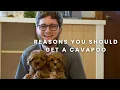 Reasons Why You Should Get A Cavapoo Puppy