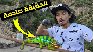 لأول مرة تجربه الحرباء هل تغير لونها بسرعة فعلا    النهاية صادمة   دندنها