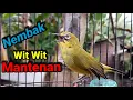 Download Lagu GACOR Pleci Gevuld Wit Wit Mantenan