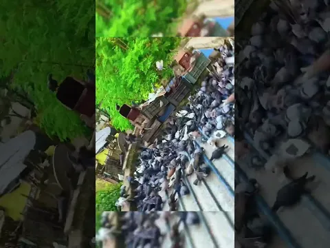 #pigeon #pigeonlover #shorts #viral #viralvideo