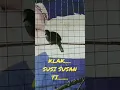 Download Lagu INDUKAN PERKUTUT SUARA KLAK...SUSISUSANTI....
