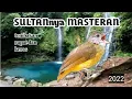 SULTANNYA MASTERAN || Masteran Burung Tembakan Kasar Dan Rapat