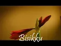 Download Lagu Bisikku - Eros Jarot
