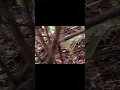 Download Lagu Memikat Ayam Hutan Merah Jawa
