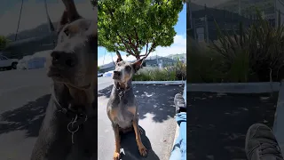 #dream #fyp #pets #doberman #fypシ